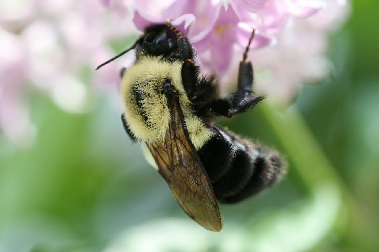 Sans fleurs, les pollinisateurs ne peuvent se nourrir !