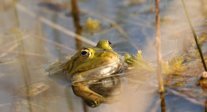 Crédit : Flo.morel.nature / Wikimedia