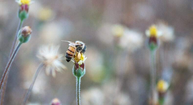 Les allergies au pollen sont en augmentation. © Paul Alexander
