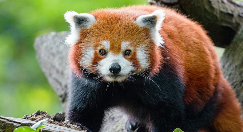 Le panda roux fait partie des espèces classée « En danger » sur la liste rouge de l'Union internationale pour la conservation de la nature.