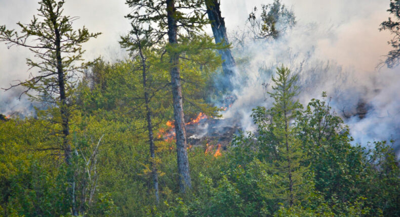 Les bons réflexes pour lutter contre les feux de forêts et de végétations