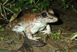 Grenouilles