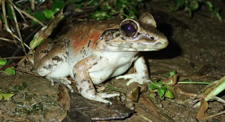 Grenouille géante de Java (Limnonectes macrodon) © Tom Kirschey (CC BY-NC 4.0)