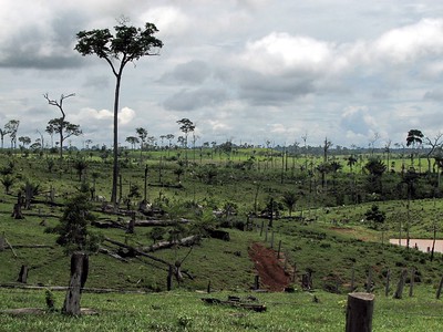 L'Europe a pris des mesures contre la déforestation importée et la pêche en eaux profondes © Lou Gold CC BY-NC 2.0