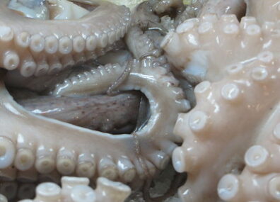 Le poulpe et le homard