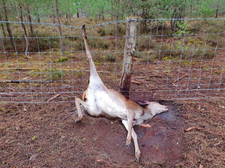 Des animaux se coincent régulièrement dans les grillages. Crédit : les Amis des chemins de Sologne