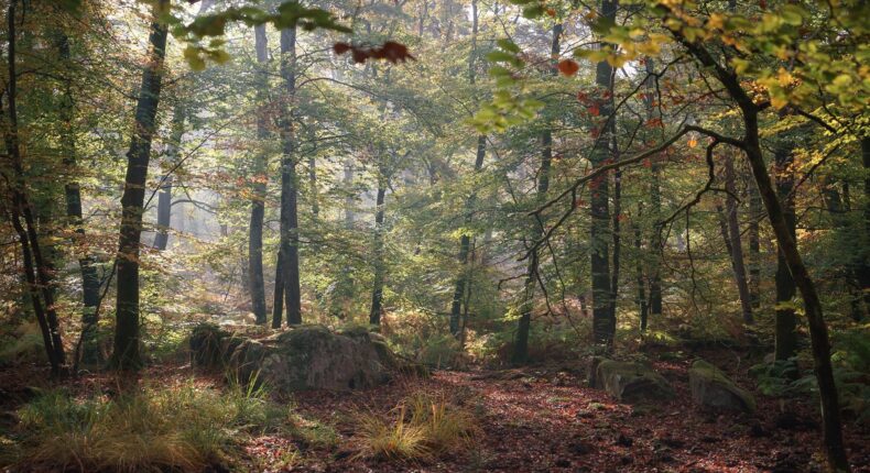Forêt de Fontainebleau.