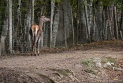 Forêts engrillagées