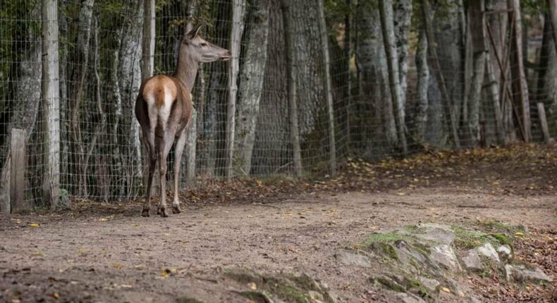 Une biche devant un grillage. Crédit : Les Amis des chemins de Sologne