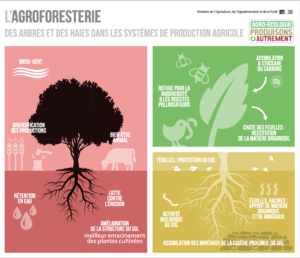 Les atouts des haies dans la production agricoles © Ministère de l'Agriculture