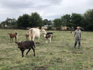 Le cheptel de la ferme des Prés d'Orée au pâturage © MDoiezie