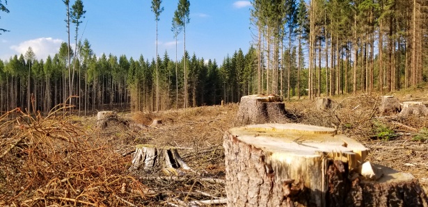 La déforestation favorise l'apparition de maladies émergentes. DR