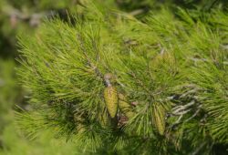 Pyrophytes