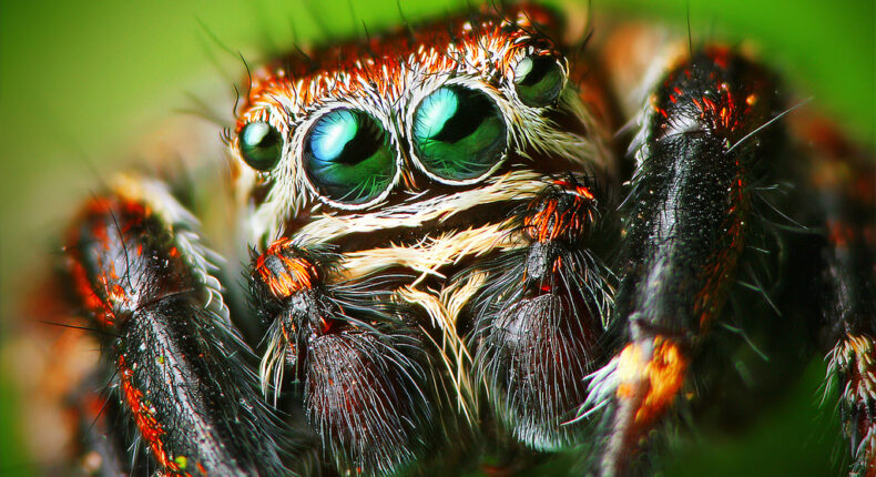 Une araignée saltique. Crédit : Lukas Jonaitis from Vilnius, Lithuania
