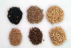 Lentilles