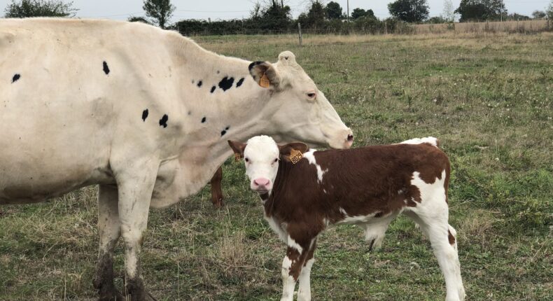 Dans cet élevage bio en Anjou, une attention particulière est accordée au bien-être animal - Mon Quotidien Autrement