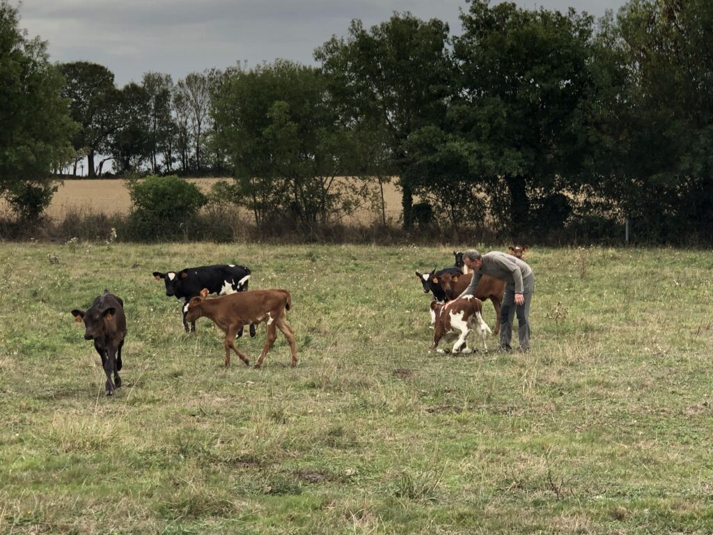 Michel et Line ont mis en place un système de vaches nourrices - Mon Quotidien Autrement