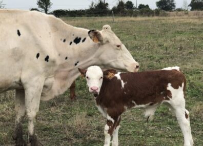 Vaches nourrices