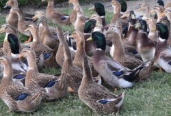 Grippe aviaire