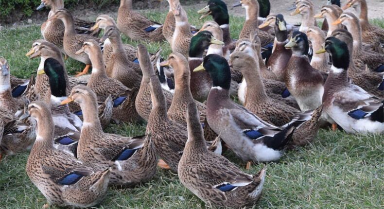 Les canards Kriaxera. Crédit : couvoir de la Bidouze