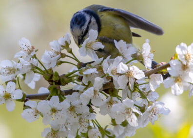 Youpi, c’est le printemps