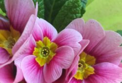La 1ère fleur