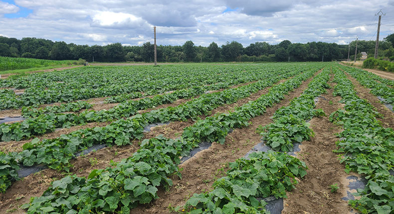 Champs de cornichons