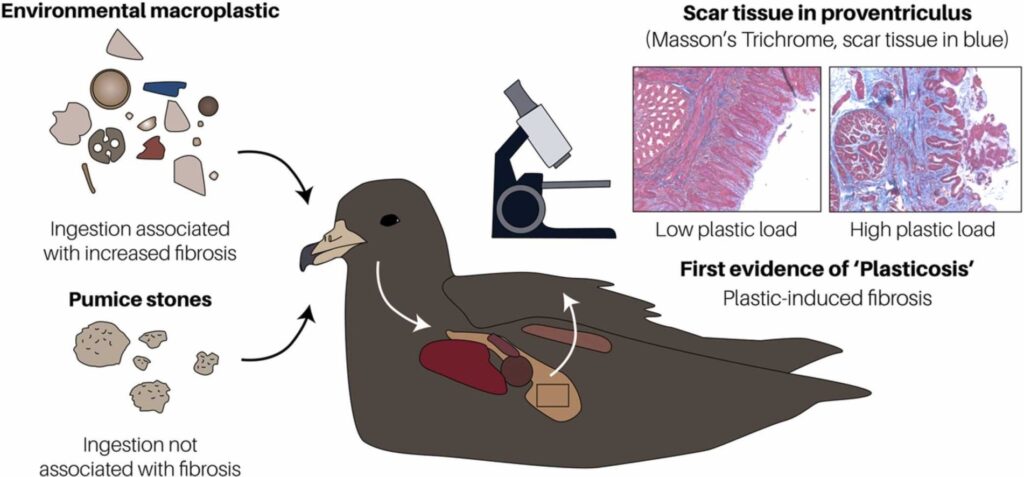 La plasticose, la nouvelle maladie des oiseaux marins © Journal of Hazardous Materials