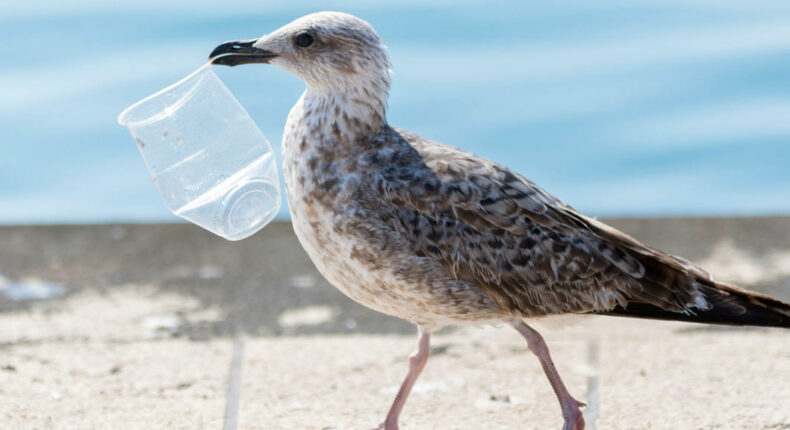 La plasticose, la nouvelle maladie des oiseaux marins ©Robert Pleško-iStock