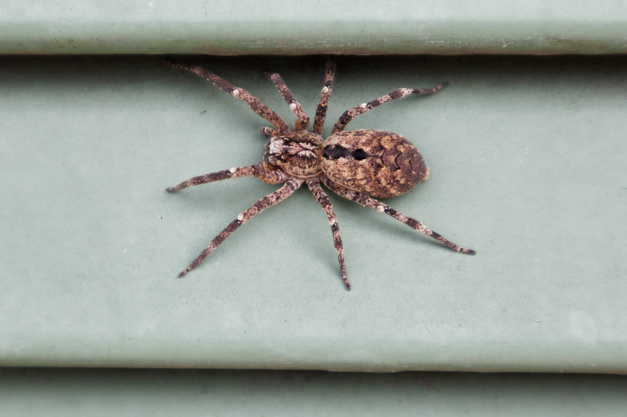 Une zoropse à pattes épineuse. Crédit : Domingue