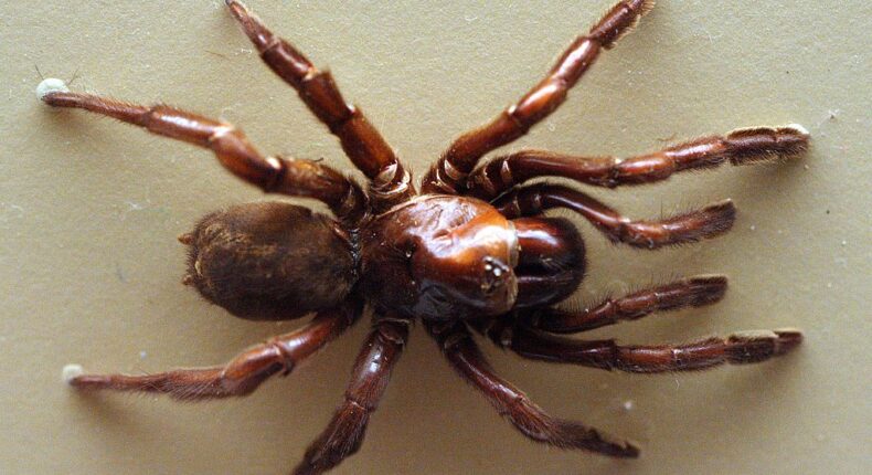 La plus vieille araignée du monde est morte à 43 ans. Crédit : Toby Hudson /wikimedia
