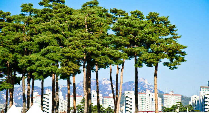 2/3 des arbres de ville sont en situation de risque face au changement climatique © Jérôme Decq - CC BY 2.0