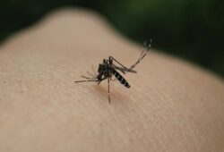 Dengue et Zika
