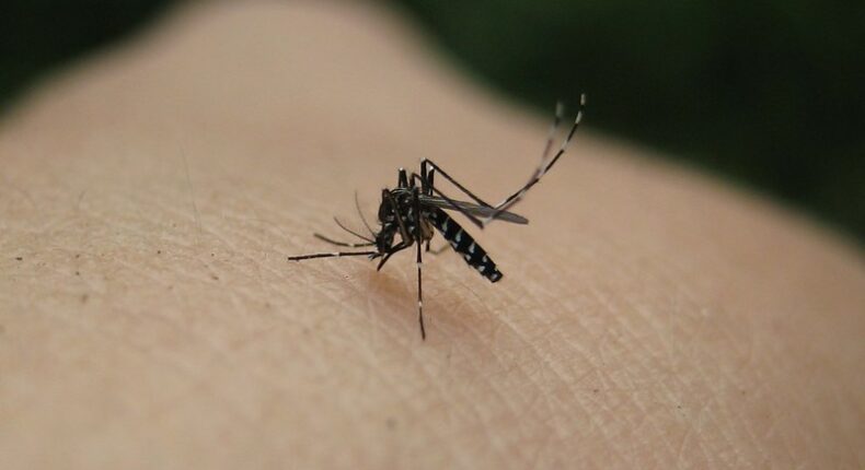 Vers une augmentation des cas de dengue, Zika et chikungunya en France © Naturegirl 78 - CC BY 2.0