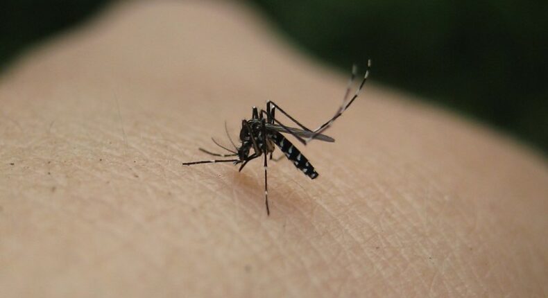 Vers une augmentation des cas de dengue, Zika et chikungunya en France © Naturegirl 78 - CC BY 2.0