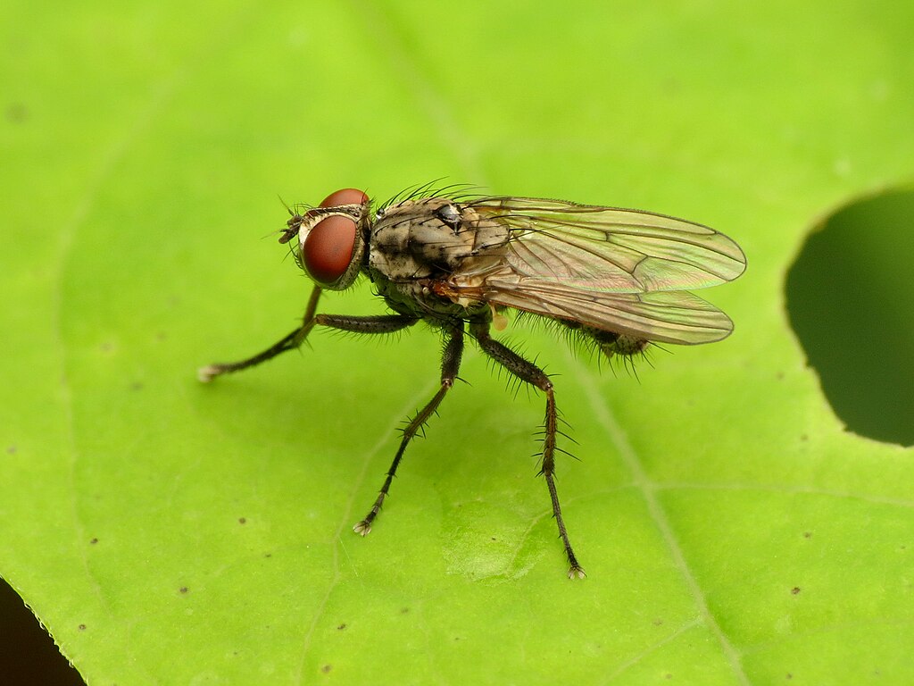 Une petite mouche domestique (Fannia canicularis). Wikimedia / Katja Schulz