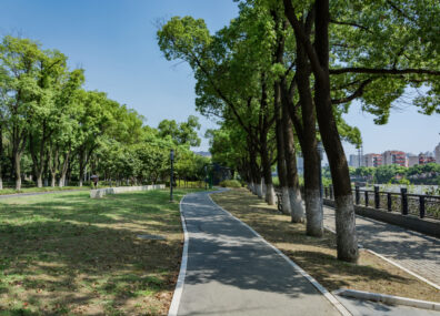Arbres, graines, petits pois et basilic
