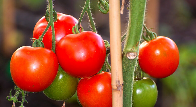 Quelles tomates mangeons-nous en France © Luke Addison - CC BY-SA 2.0