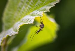 Insecte stérile