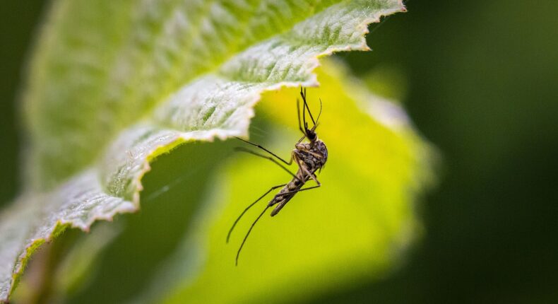 La technique de l'insecte stérile commence à faire ses preuves pour les moustiques © Erik Karits - Pixabay