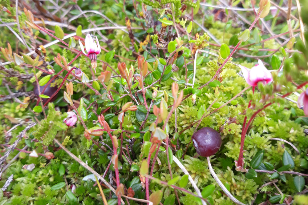 Quelques plantes des tourbières dont des sphaignes et de la canneberge. Crédit : Peter Duran