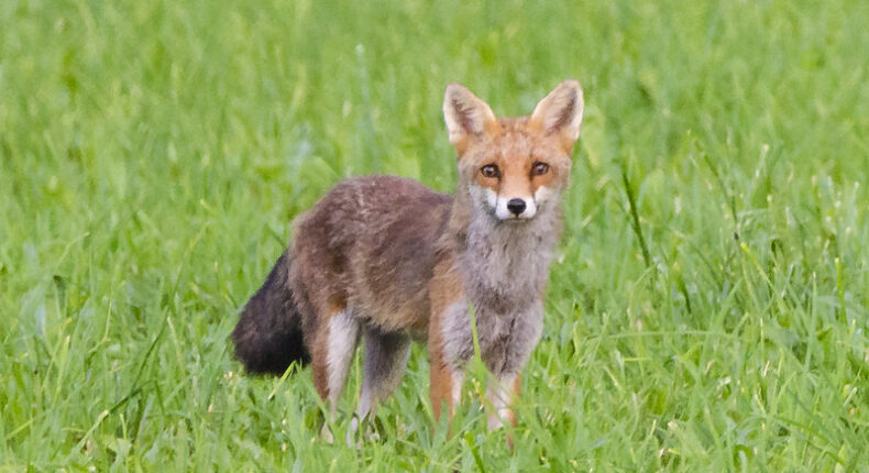 Le renard fait partie des animaux considérés comme nuisibles. ©Sébastien Faillon