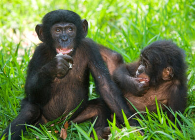La belle verte et les grands singes