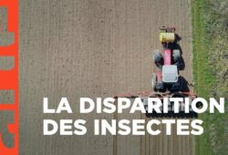 Néonicotinoïdes