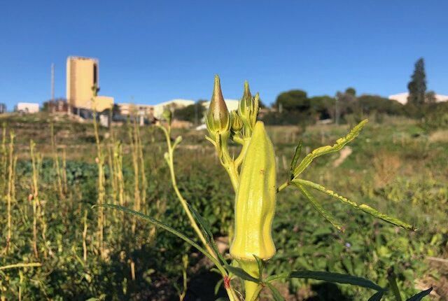 L'agriculture urbaine à Marseille © MQA