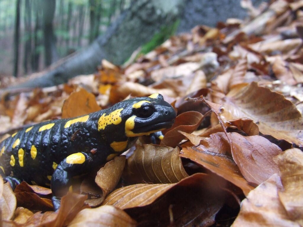 Une salamandre. Crédit : Pxhere