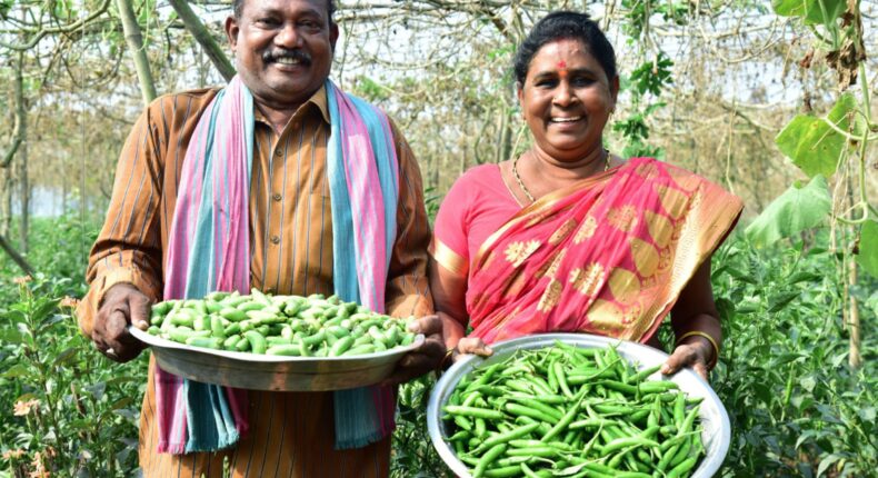 En Inde, le pari réussi d'une agriculture écologique et rentable - crédit photo APCNF 2023