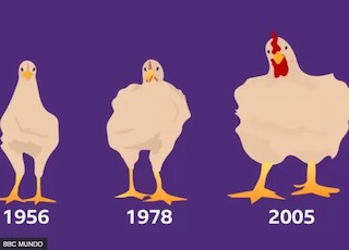Gros poulets ; Crédit : BBC Mundo