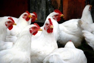 L'ère des gros poulets et des poules super-pondeuses. Crédit : volaille info