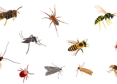 Mites, tiques et autres bestioles 